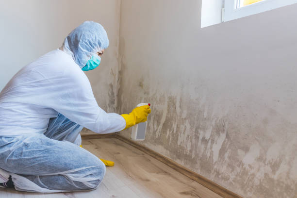 Black mold inspection in Onekama